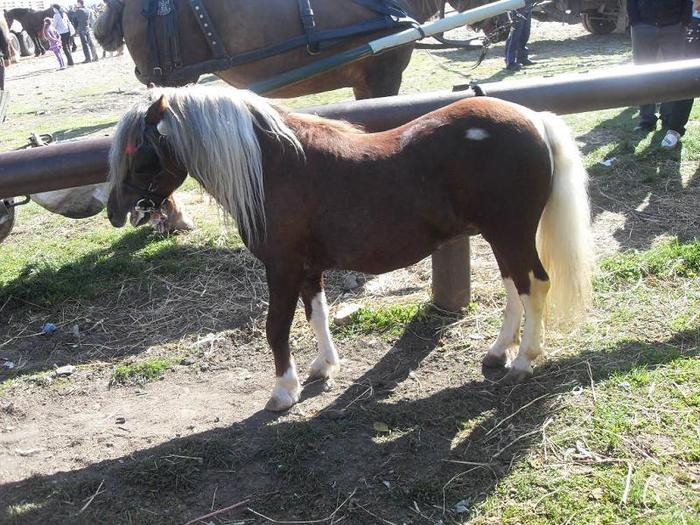 14399659_HKKTFGPPB[1]