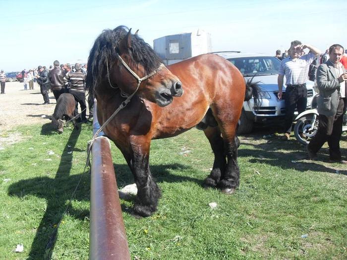 14399673_MAAKWCQQU[1] - Targ Radauti 1 Mai 2010 jud Suceava