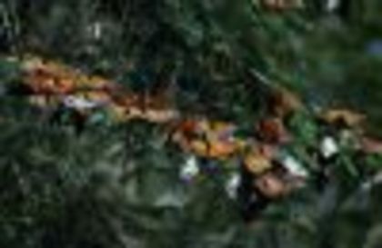 thumb_dulce-maria-su-silvia-navarro-sunt-pronatura_7 thumb_dulce-maria-su-silvia-navarro-sunt-pronatura_7