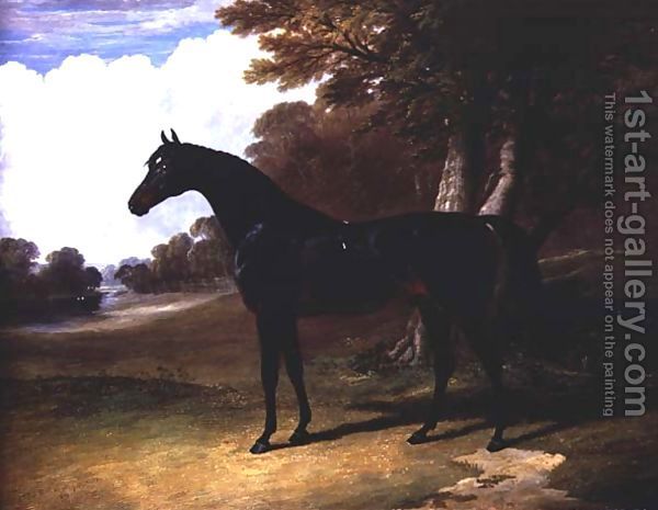 Gaucus,-A-Dark-Bay-Horse-In-A-Wooded-Landscape