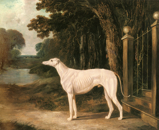 vandeau,_a_white_greyhound-large - John Frederic Herring