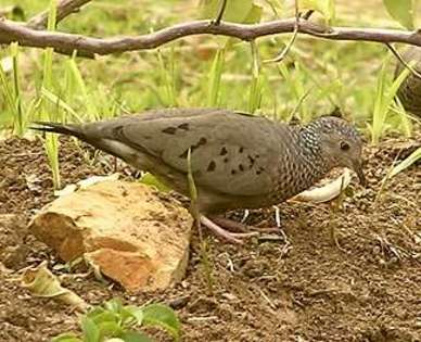 commongrounddove