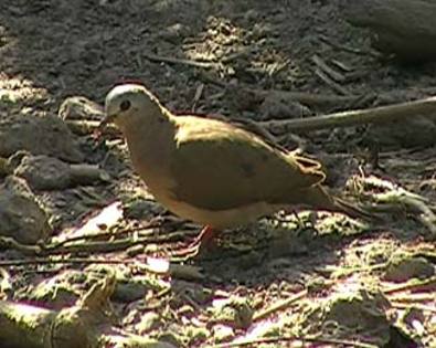bluespotwooddove