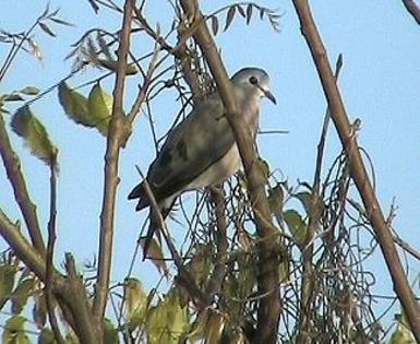 emeraldspotdove