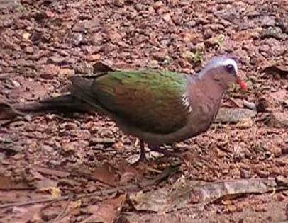 emeralddove