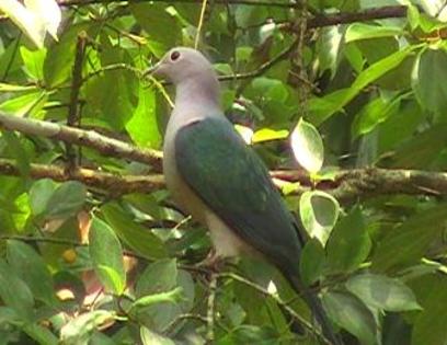 greenimperialpigeon