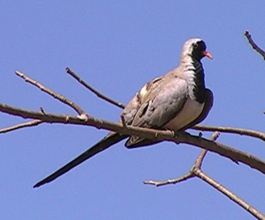 namaquadove