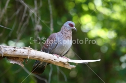 stockphotopro_36059400HLG_