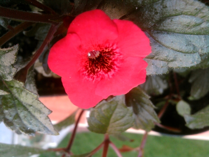 weinrot elfe - achimenes