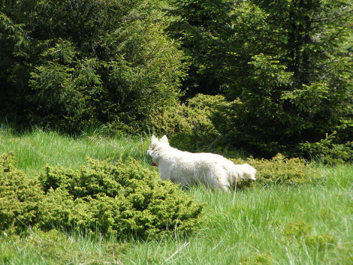 DSCF0244 - Sasa Samoyede