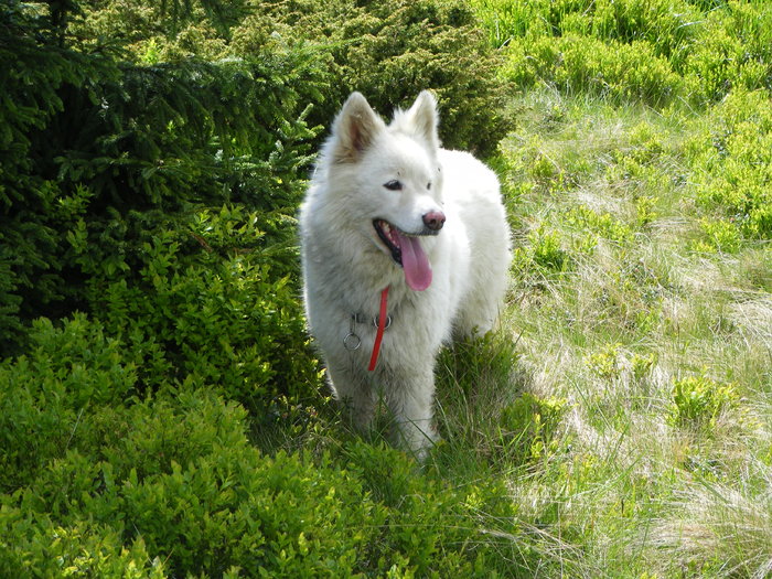 DSCF0300 - Sasa Samoyede