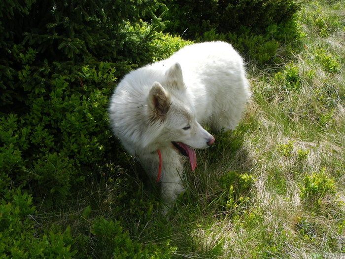 DSCF0301 - Sasa Samoyede