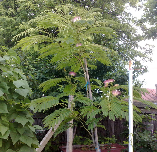 100720105331 - Arbore de matase-Albizia Julibrissin