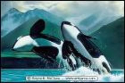 orca - BALENA UCIGASA SAU ORCA