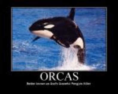 orca