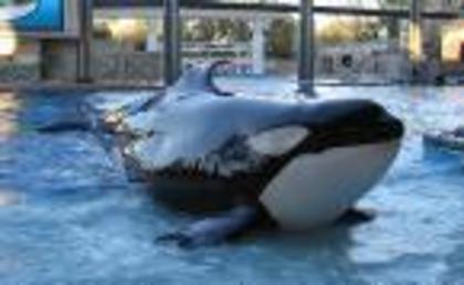 orca - BALENA UCIGASA SAU ORCA