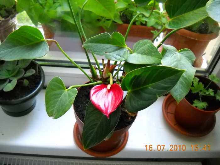 DSCN1041 - anthurium