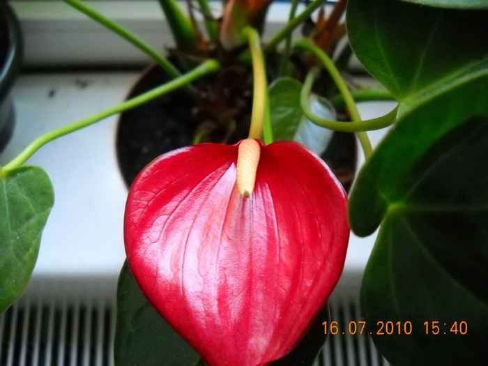 DSCN1040 - anthurium