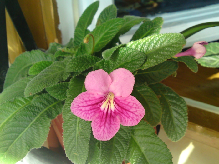 Prima floare din 2010 - Streptocarpus