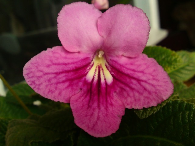  - Streptocarpus