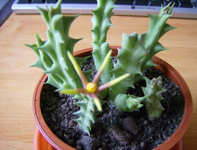 Orbea wissmannii sp. eremiastrum - Asclepiadaceae