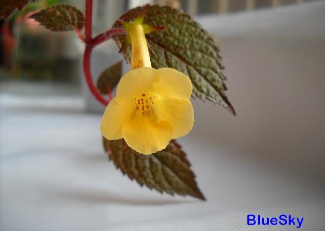 Yellow Beauty 2010 - Achimenes