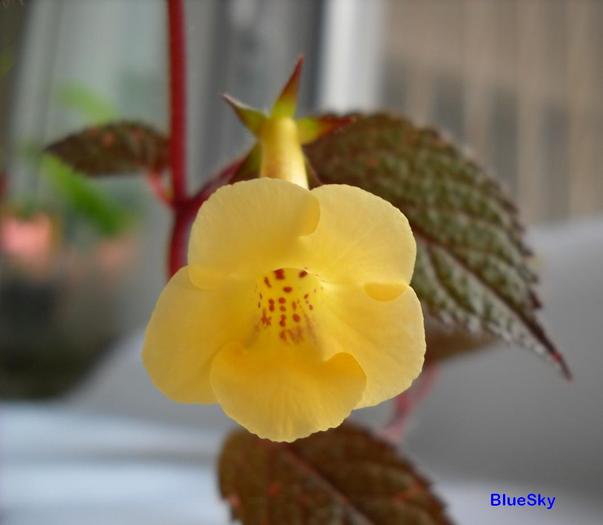 Yellow Beauty - Achimenes