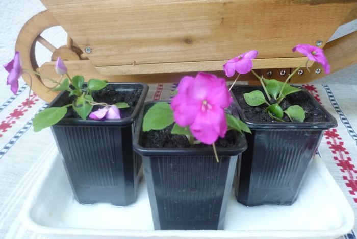 lastarei de impatiens pusi la inradacinat in 15 iulie 2010 - Impatiens sau sporul casei