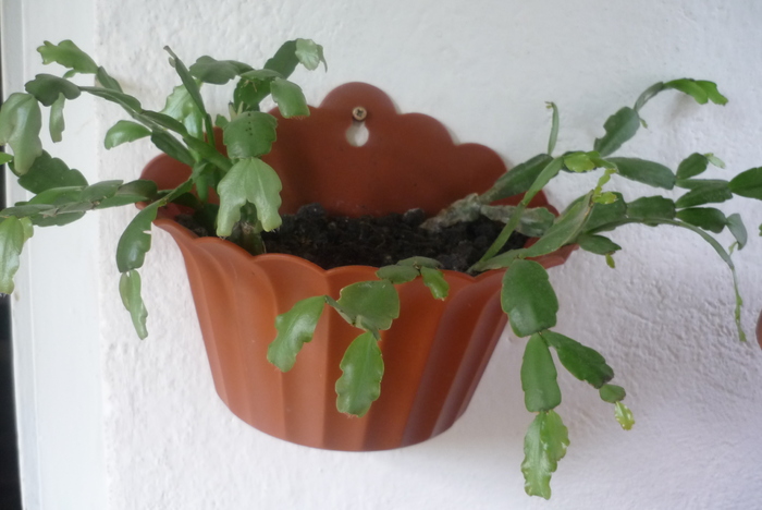 Schlumbergera sau Zygocactus ciclam