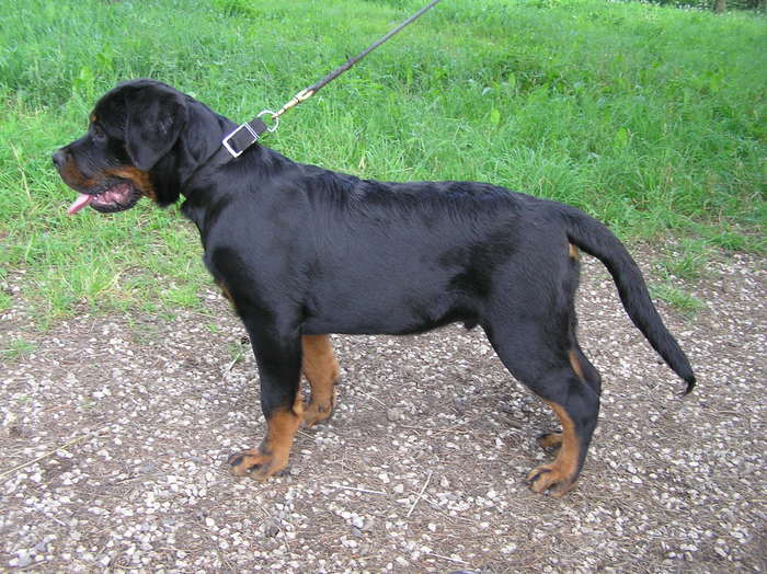 hogan adams'rott 5l. - rottweiler canisa adamsrott