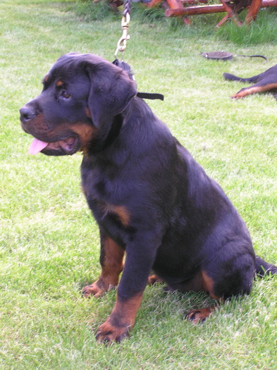 5 luni hogan - rottweiler canisa adamsrott