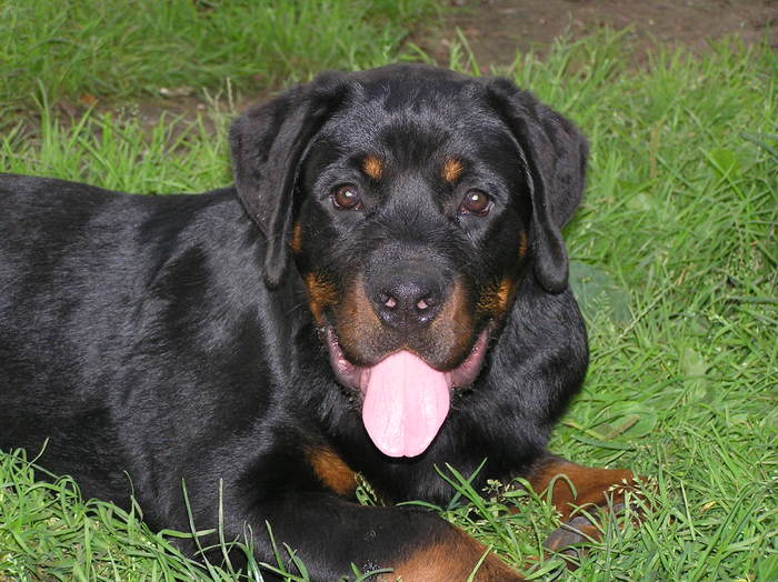 hogan 5luni - rottweiler canisa adamsrott