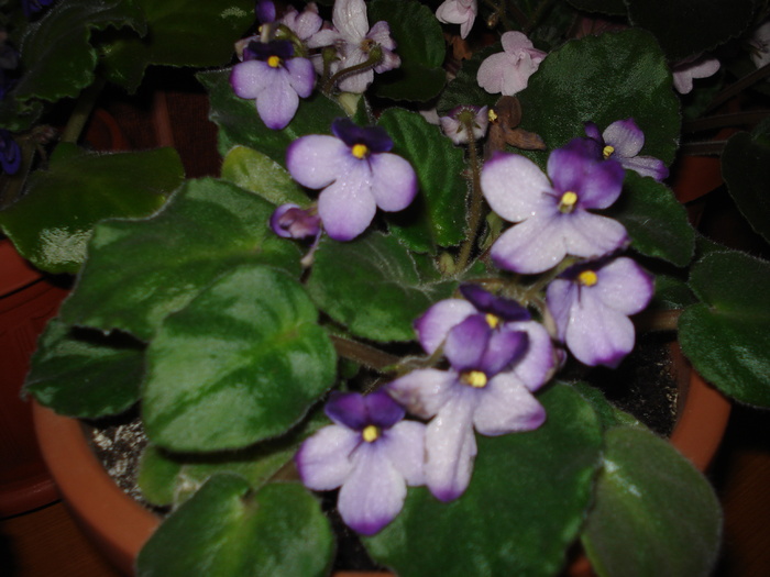 25.06.2010 - flori -violete diferite 2010