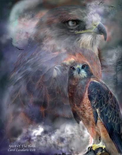 74_SpiritOfTheHawk1_Pic