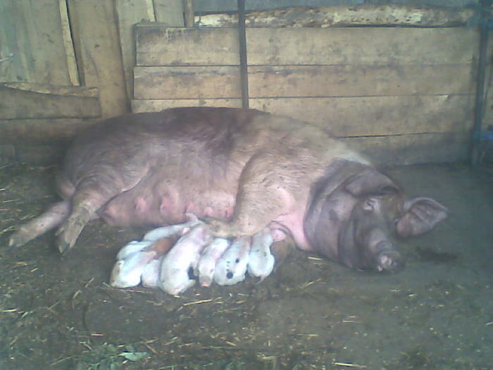 BEBITA - porci