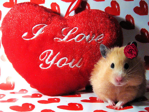 poze-haioase-poze-sfantul-valentin-inimioare[1] - inimioare