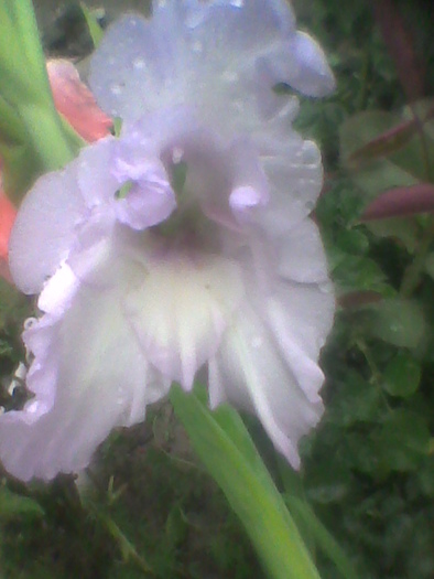 Imag0073 - GLADIOLE 2010