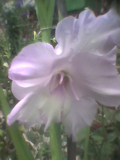 Imag0075 - GLADIOLE 2010