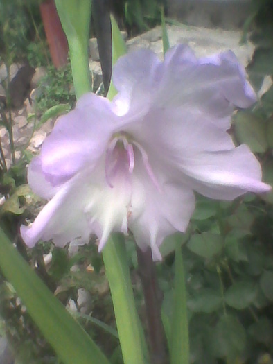 Imag0076 - GLADIOLE 2010