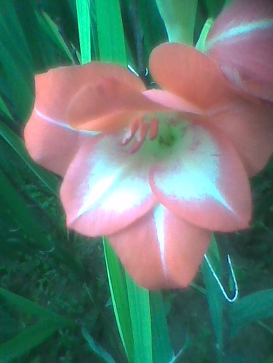 Imag0077 - GLADIOLE 2010