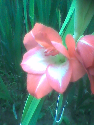 Imag0078 - GLADIOLE 2010