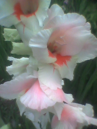 Imag0080 - GLADIOLE 2010