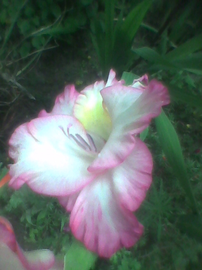 Imag0082 - GLADIOLE 2010