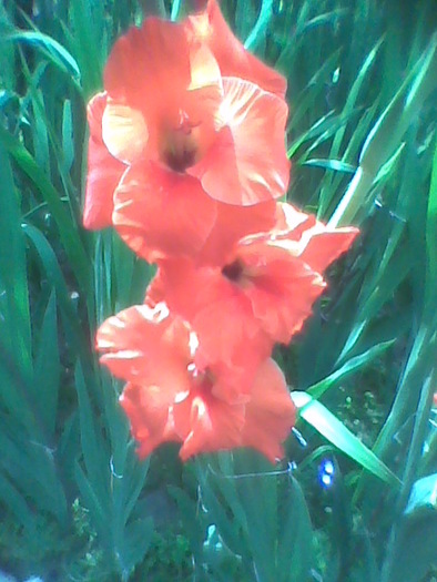 Imag0085 - GLADIOLE 2010