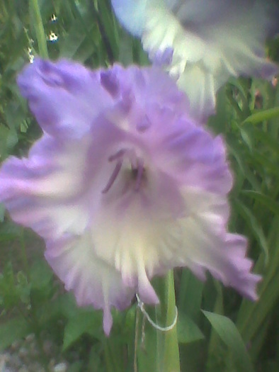 Imag0088 - GLADIOLE 2010