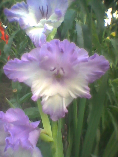 Imag0089 - GLADIOLE 2010