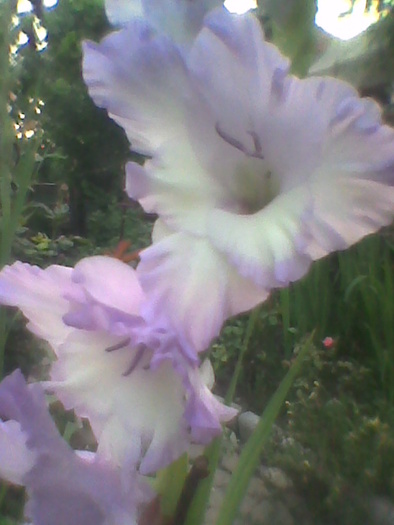 Imag0091 - GLADIOLE 2010