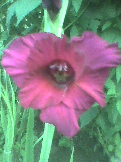 Imag0095 - GLADIOLE 2010