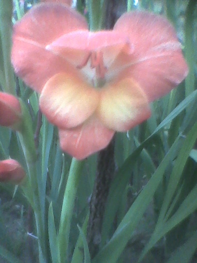 Imag0097 - GLADIOLE 2010