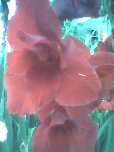 Imag0099 - GLADIOLE 2010